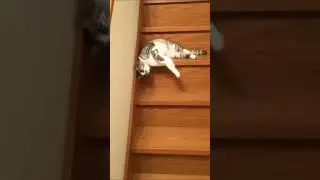 Lazy and Cute Cat Coming Downstairs