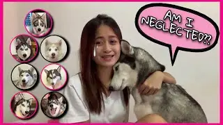 THE NEGLECTED HUSKY | INTRODUCING ALL OUR HUSKIES AND THEIR PERSONALITIES | Husky Pack TV