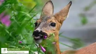 Deer & Rabbit Treatment AD