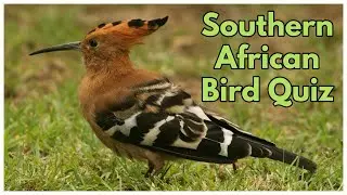 SOUTHERN AFRICAN BIRD QUIZ - part 1