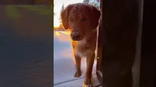 Dog Sees Snow for the First Time ❄️ #shorts #dog #cute