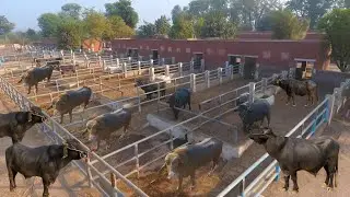 Proven Buffalo Bulls of SPU Qadirabad | Govt Semen Production Unit Qadirabad, Sahiwal | Nili Ravi 