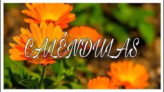 CALENDULAS - Plantas 🪴 para Principiantes 🤗🤗!!