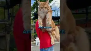 Самые ласковые породы кошек: мейн-кун