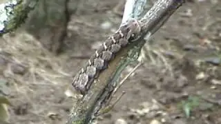 Lagarta que imita cobra - Caterpillar mimics snake - Eumorpha labruscae