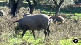 Jam&oacute;n Pinucho. La montanera del cerdo ib&eacute;rico de bellota