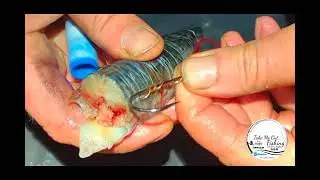 Fishing for Spurdogs