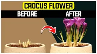 Growing Crocus Flowers - 30 Day Plant Timelapse