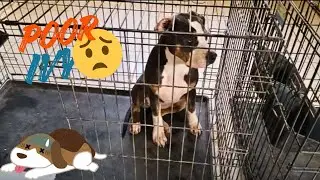 OH NOOOO NOT A SICK PUP!