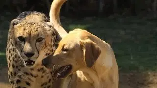 Unusual Animal Friendships