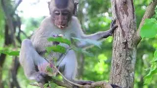 Monkey  1