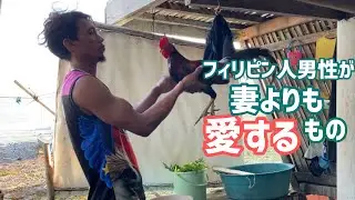 フィリピン田舎暮らし -コロナ禍でも鶏にかける情熱- | セブ カオハガン島 | The Life of South Island | Caohagan Island, Philippine