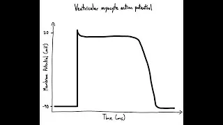 Electrical Activity of the Heart Part 3 - Ventricular Action Potential