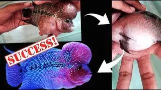 Sick Flower horn fish successfully treated I Swollen Abdomen I