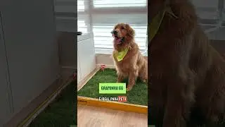 Sanit&aacute;rio canino de grama de verdade 💚🌿🐶