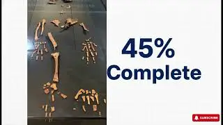 Ardipithecus Ramidus English