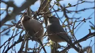 Bushtits