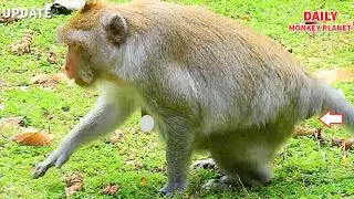 Wow! What Jane Monkey Doing?| Is Jane Giving Birth?
