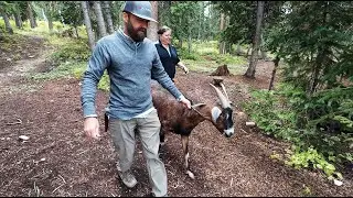 Firebox Meetup - 1/4 | Meeting Steve & Bill the Goat, Parachute Tarp, Cooking Ramen, NEW Box-Pot