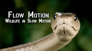 Wildlife in Flow Motion | Stunning 1000fps Slow Motion Nature Moments