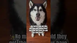 They are babies forever #dogparent #huskylife #dogvideos #mansbestfriend #huskylove