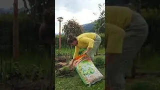 #Mulchen mit #Miscanthusmulch von der Firma Naturrein Biogarten GmbH 💚 #Naturgarten #mulching #natur