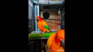 sun_conure🕊️🍁🍁 #shortvideo #shortsfeed #bird_lovers #funny  #viralshorts
