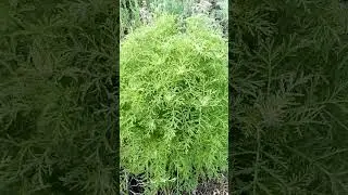 Интересное красивое степное растение Interesting beautiful barberry flowers and butterflies 有趣的美丽伏牛花