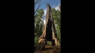 Tree Limb FailArmy on Kids Playing