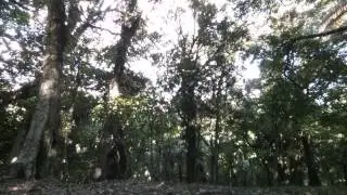 Bushrag ghillie suit testing
