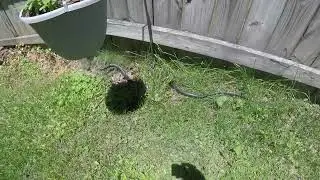 Big Rat Snake in the back yard, it's Tail Rattled like a Rattle Snake