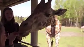 VIP-JEEP-SAFARI im Serengeti-Park