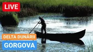🔴 LIVE din GORGOVA - DELTA DUNĂRII