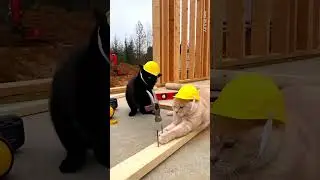 Cat With Hammer Nails Too Hard, Hurts Other Cat & Starts a Funny Fight | AI Cat Video #aicatvideo