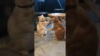 Let's play together #shorts #incrediblecats