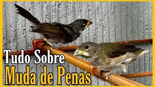 MUDA DE PENAS TUDO O QUE VC PRECISA SABER COLEIRO PAPA-CAPIM