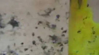 DECTETION DE FUITE PISCINE NON DESTRUCTIVE V&eacute;nissieux