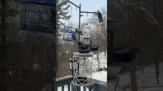 This Bird Feeder Went INSANE in Winter 😱 Hundreds of Birds Appeared Instantly 🐦❄️
