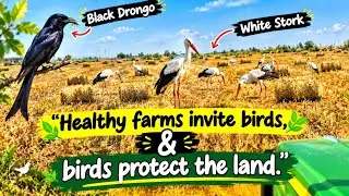 “Birds in fields are signs of sustainable farming.” #farming #raagi #nature #birds #birdsounds #3kaa