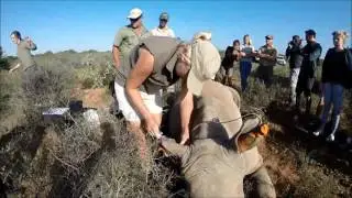 Volunteers getting to work with wildlife at Shamwari Game Reserve