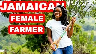 FARMING IN RURAL ST.CATHERINE JAMAICA