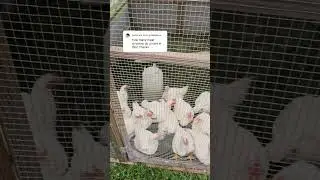 How Many Meat Chickens For A Tractor?