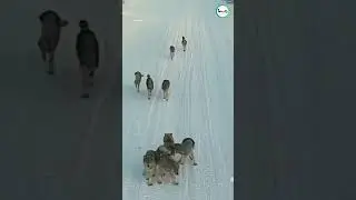 ВЕРНОСТЬ ВОЛКОВ! ИЕРАРХИЯ СТАИ #wolf