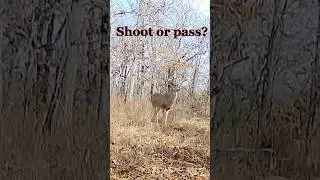 Shoot or Pass? Oklahoma public land buck.  #deer #deerhunting #hunting #trailcam #publiclandhunting