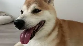 Throwback to Shiba Inu&rsquo;s Summer Panting Sessions ☀️💨