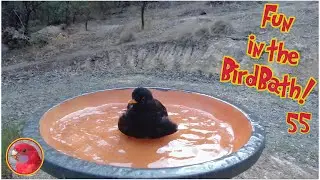 Fun in the Birdbath 55 - Blackbird Bath Time!