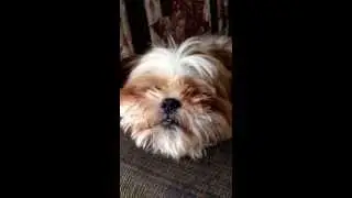 Shi Tzu Snoring