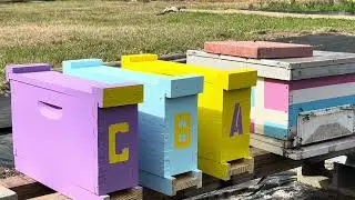 Spring 2025 Bee Yard Set Up 2 frame Queen Boxes Coming soon!