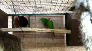 Aratinga finschi