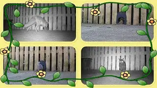Yes, you did just see a fox squeeze through the hedgehog highway, plus lots of other wildlife!